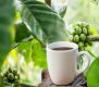 قهوه سبز و فواید آن چیست؟ | تاثیر آن برای لاغری
